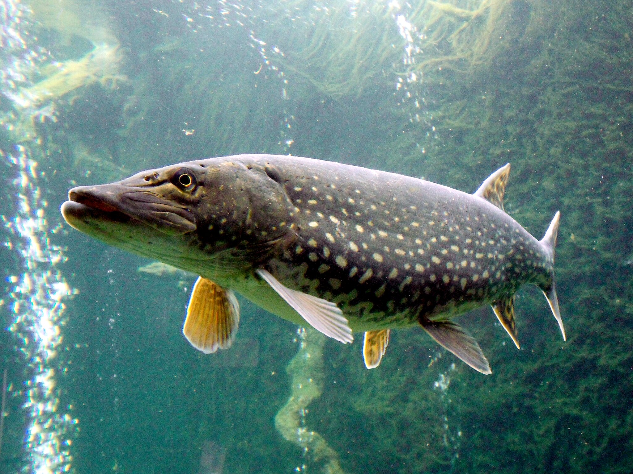 Esox lucius ZOO 1.jpg