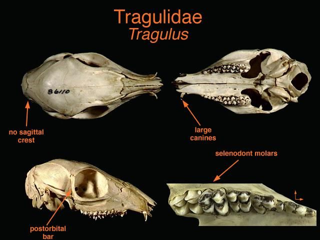 Tragulidae.jpg