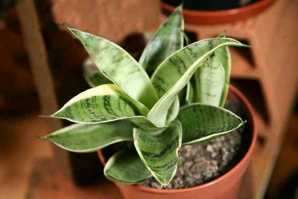 Сильвер ханни