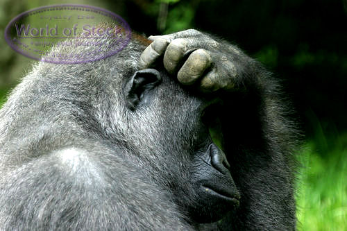 Горилла почесывается