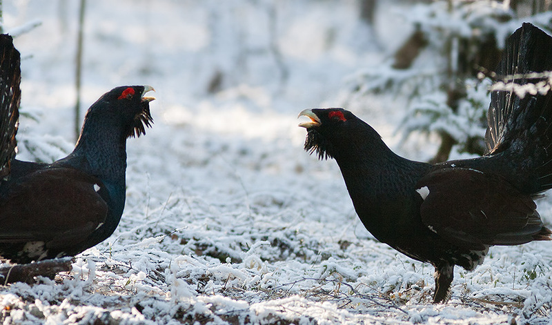 Tetrao urogallus 4.jpg