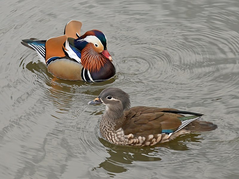 Aix galericulata (couple).jpg