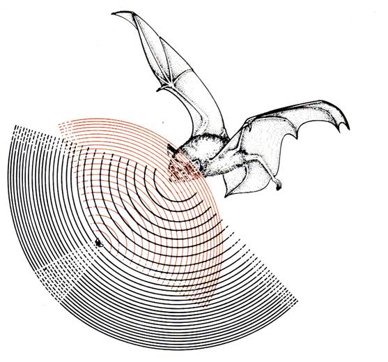 Chiroptera 7.jpg
