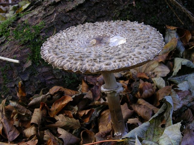 Chlorophyllum olivieri.jpg