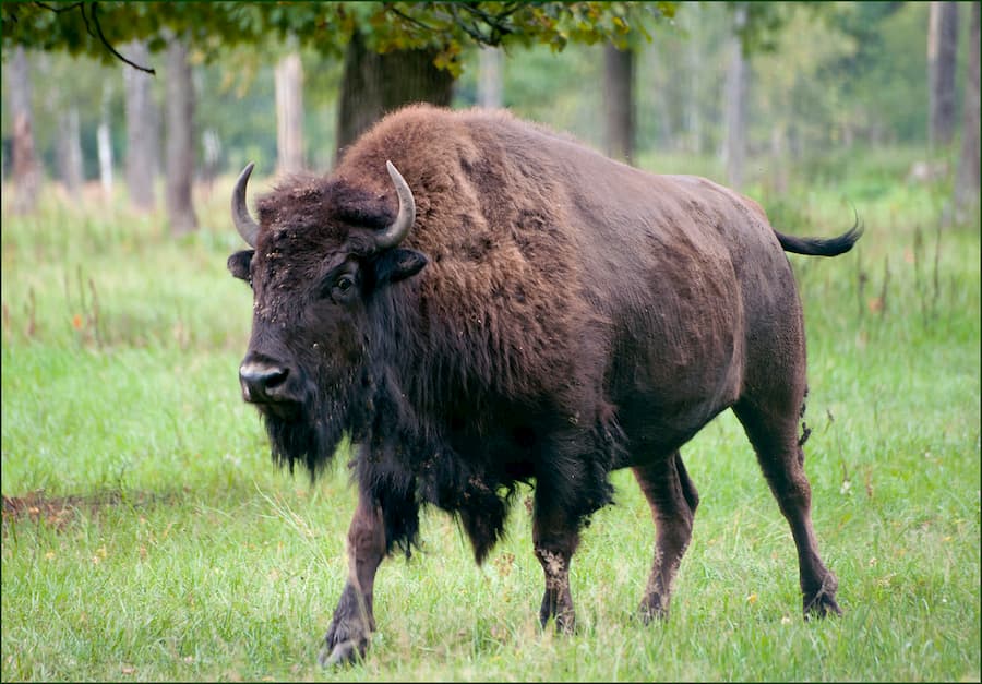 Зубры в Приокско-Террасном государственном природном биосферном заповеднике