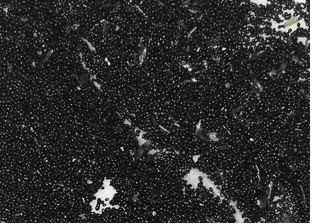 Активный ил.jpg