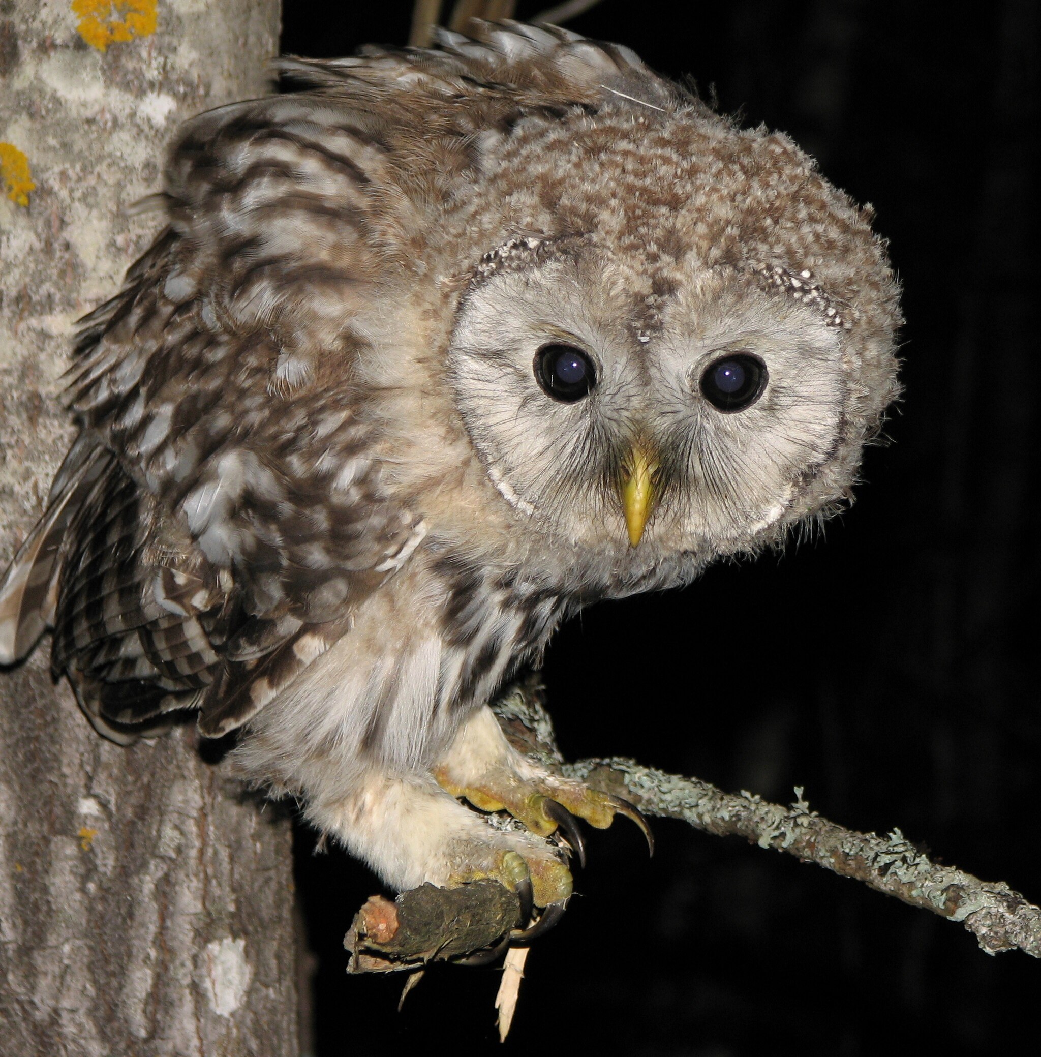 Неясыть длиннохвостая, Керженский заповедник