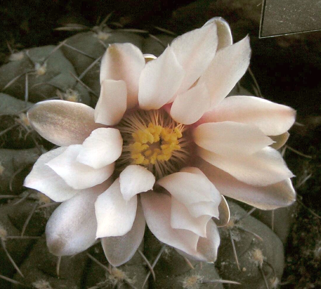 Gymnocalycium stellatum flower.jpg