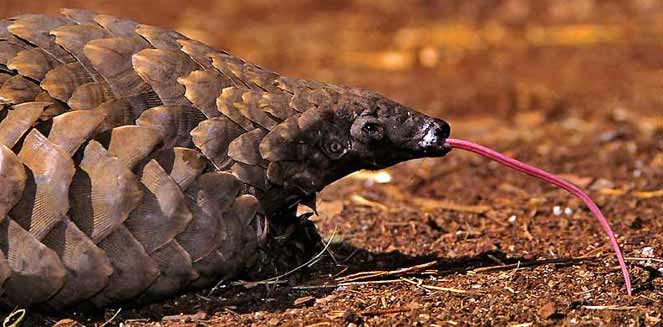 Pangolin 8.jpg