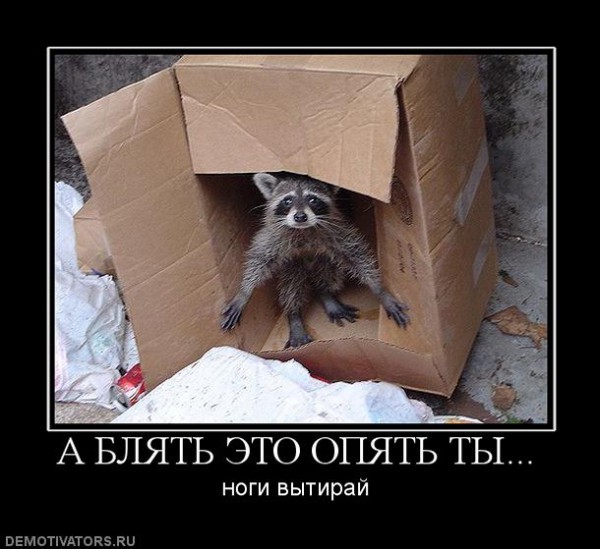 Енот в коробке.jpg