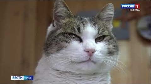 Файл:Кошка Муся.jpg