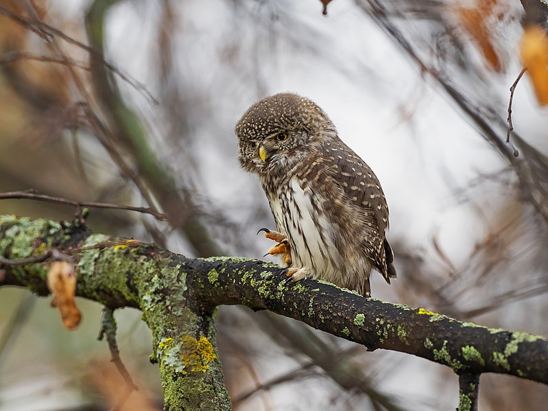 Розминка. Сичик горобець в буковому лісі на хребті Парашка.jpg