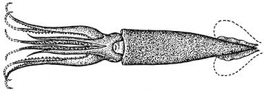 Gonatopsis okutanii.jpg