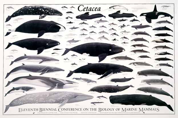 Cetacea 12.jpg