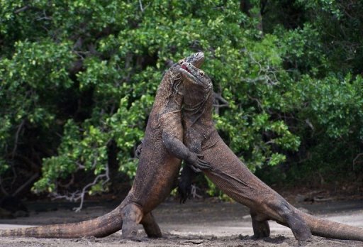 Varanus komodoensis 10.jpg
