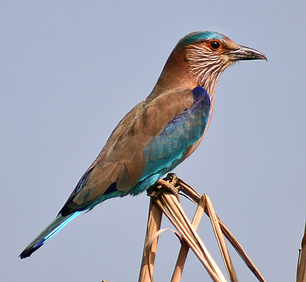 Indian Roller I2m IMG 9934.jpg