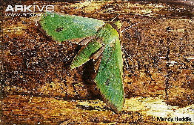 Tinostoma smaragditis.jpg