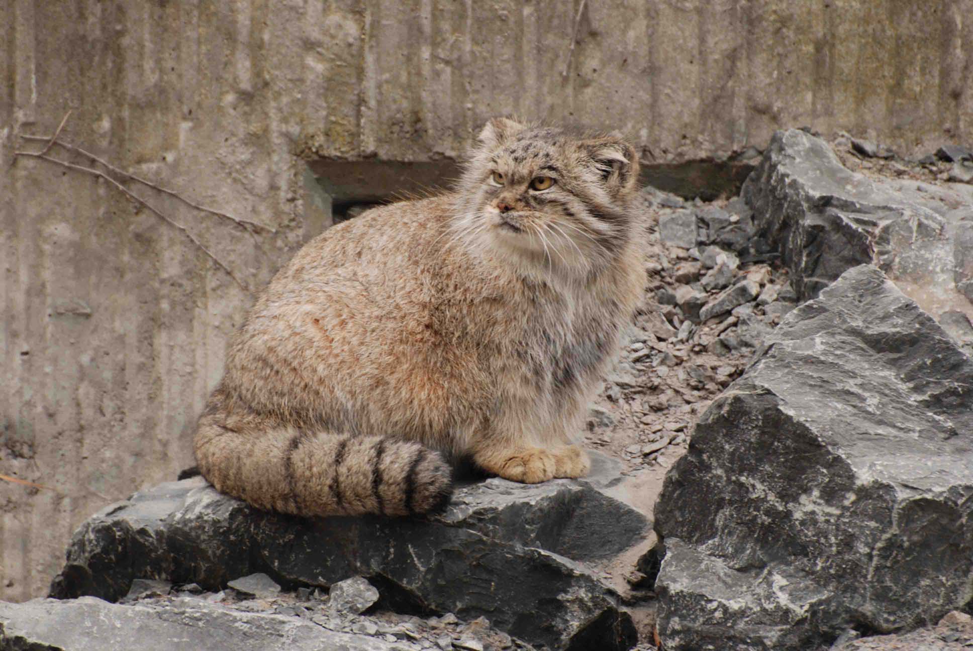 Manul 13.jpg