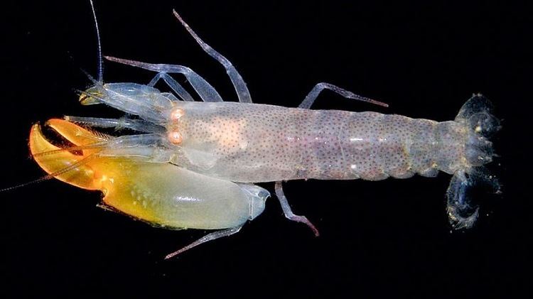 Synalpheus regalis.jpg