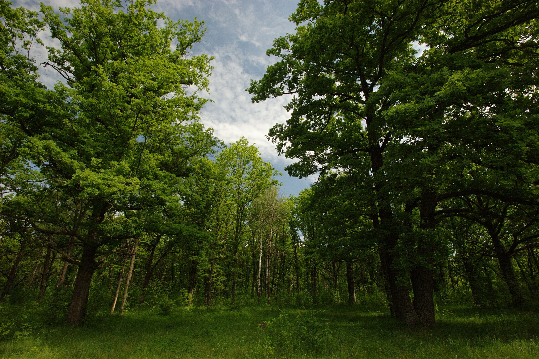 Копосовская дубрава, Сормовский район