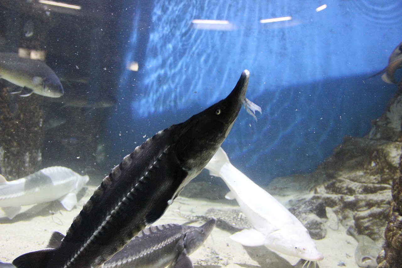 Осетровые в Севастопольском аквариуме