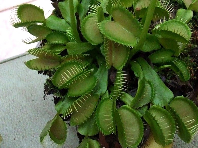 Dionaea muscipula 10.jpg