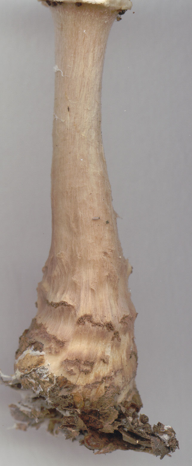 Stipe of Lepiota brunneoincarnata.jpg