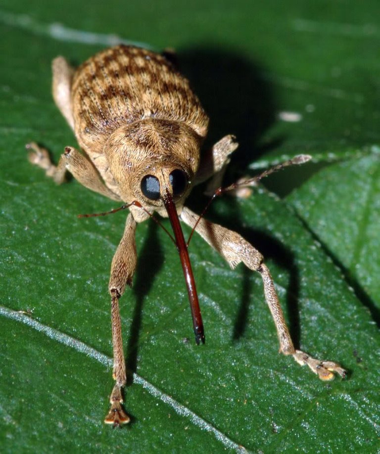 Curculionidae 1.jpg