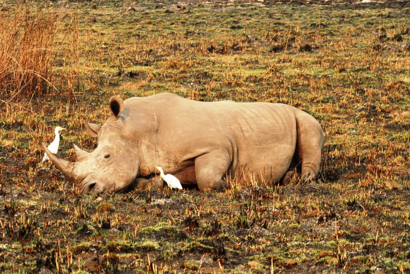 Diceros bicornis 5.jpg