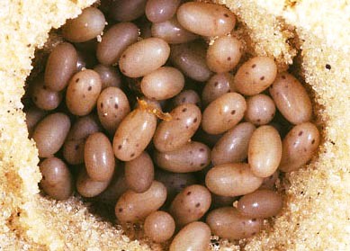 Gryllotalpidae 3.jpg