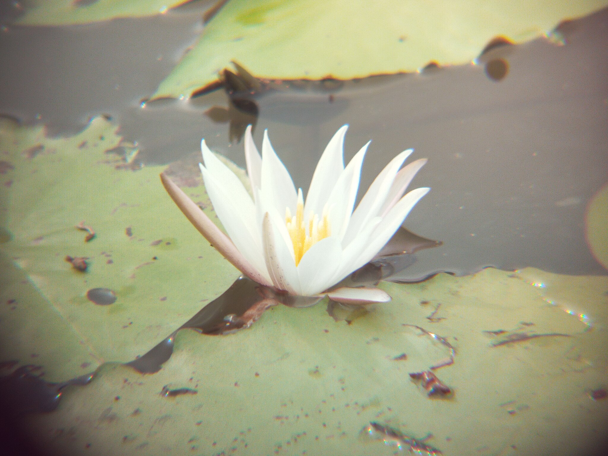 Кувшинка чистобелая