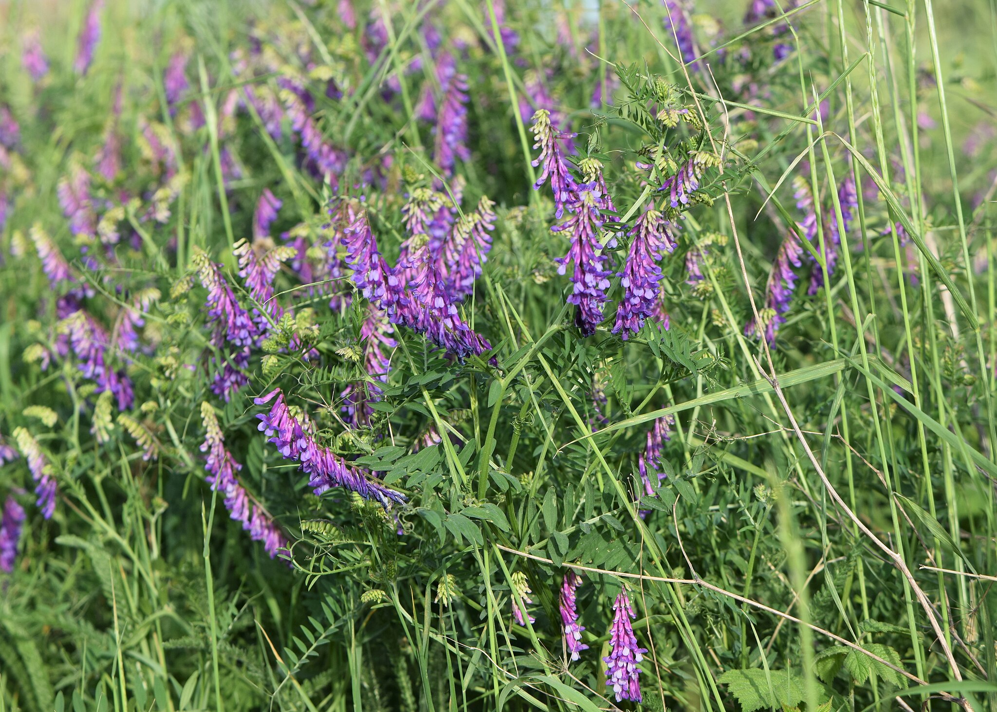 Горошек мышиный