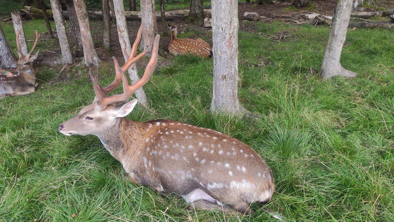 Пятнистые олени в свободном выгуле. Эко-парк