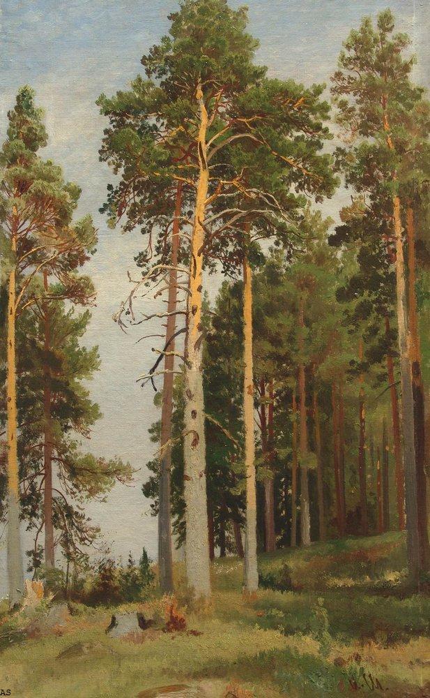 Сосны, освещенные солнцем. 1886