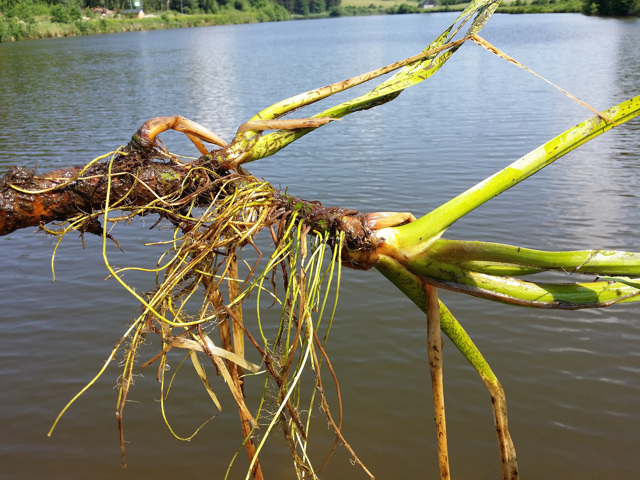 Аир обыкновенный