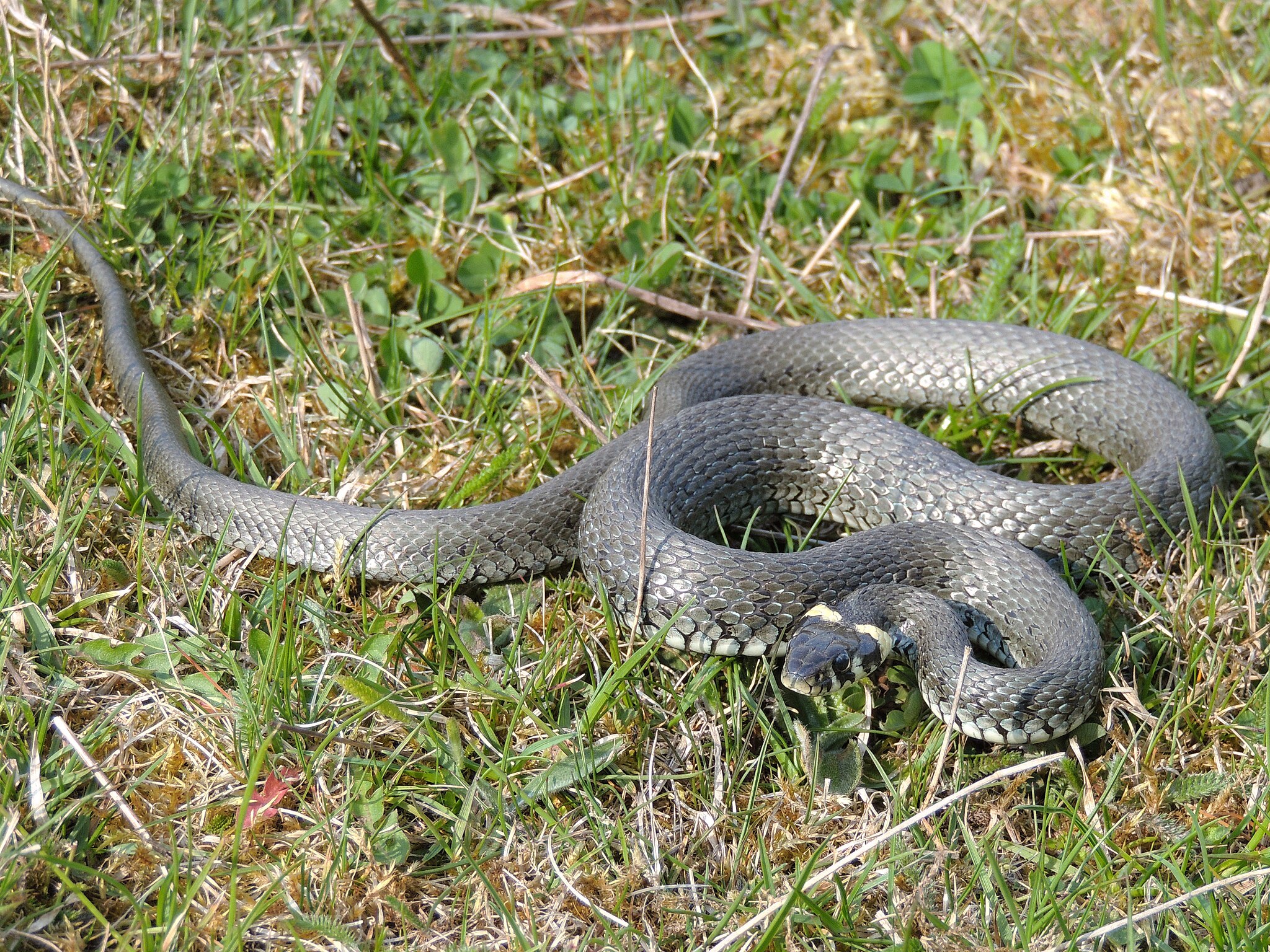 Уж обыкновенный