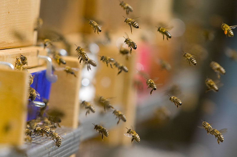 Пчелы летят на леток улья.jpg