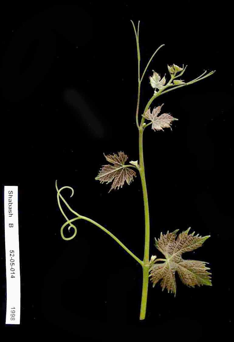 Верхушка побега