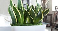 Sansevieria-trehpolostnaya.jpg