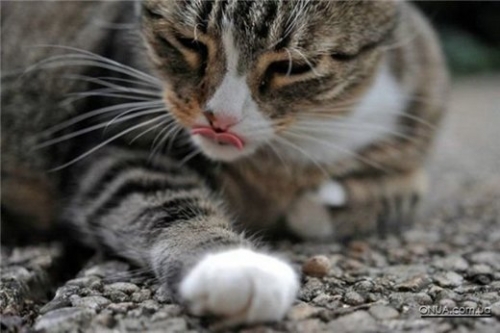 Кошка облизывает нос