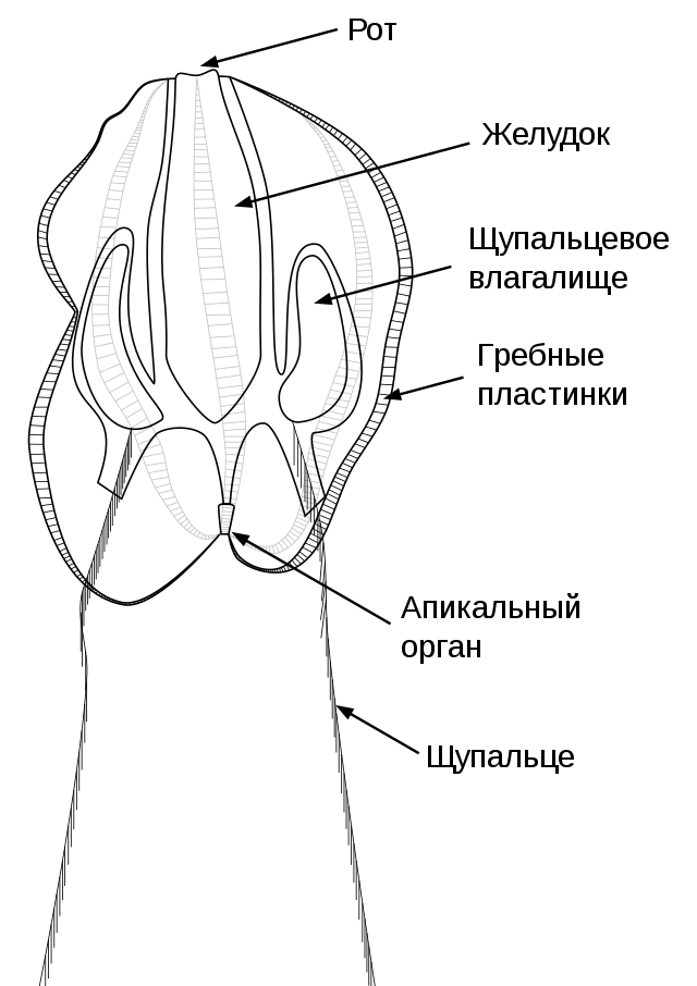 Строение гребневика.png