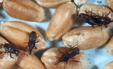 Curculionidae 14.jpg