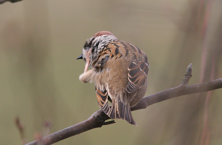 Почесывающаяся птица