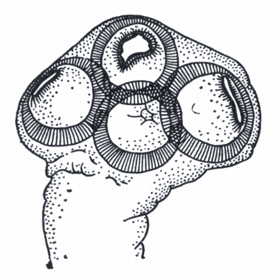 Vet img images 19000 377981.gif