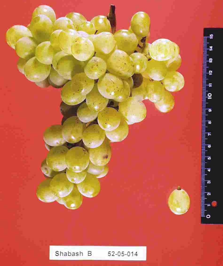 Размер грозди и ягоды