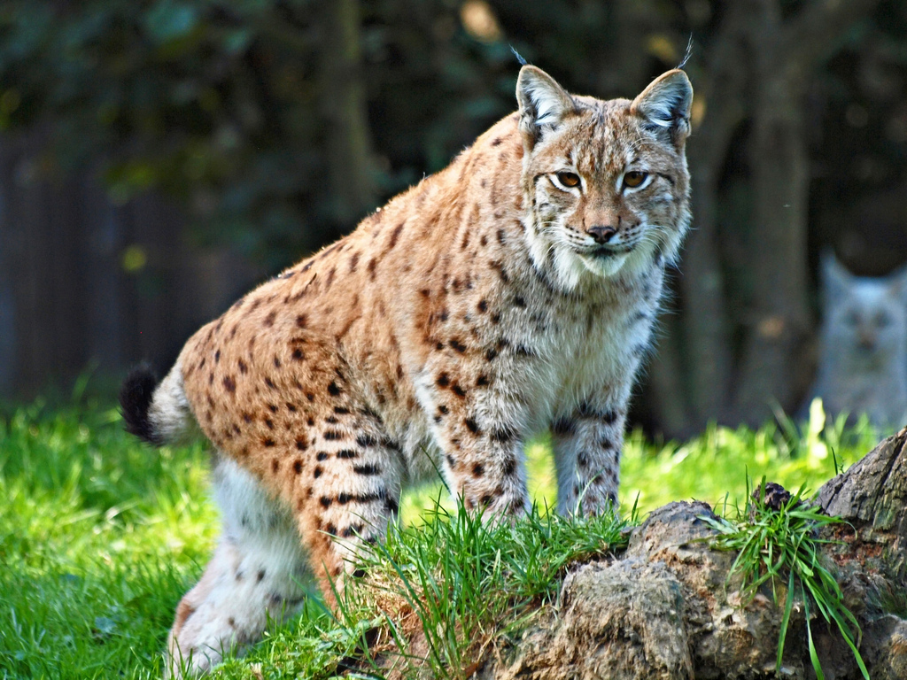 Lynx lynx 3.jpg