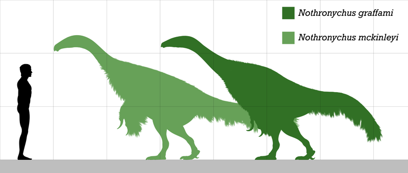 Nothronychus size.png