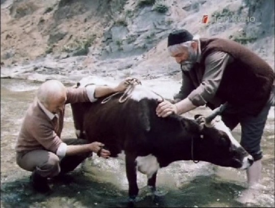 02. Купание коричнево-белой коровы.