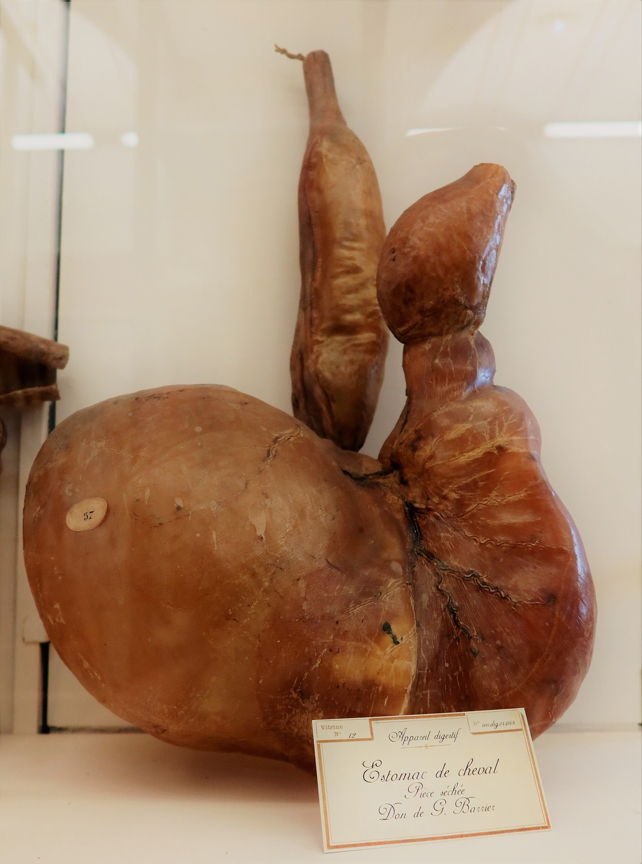 Estomac de cheval 2.jpg