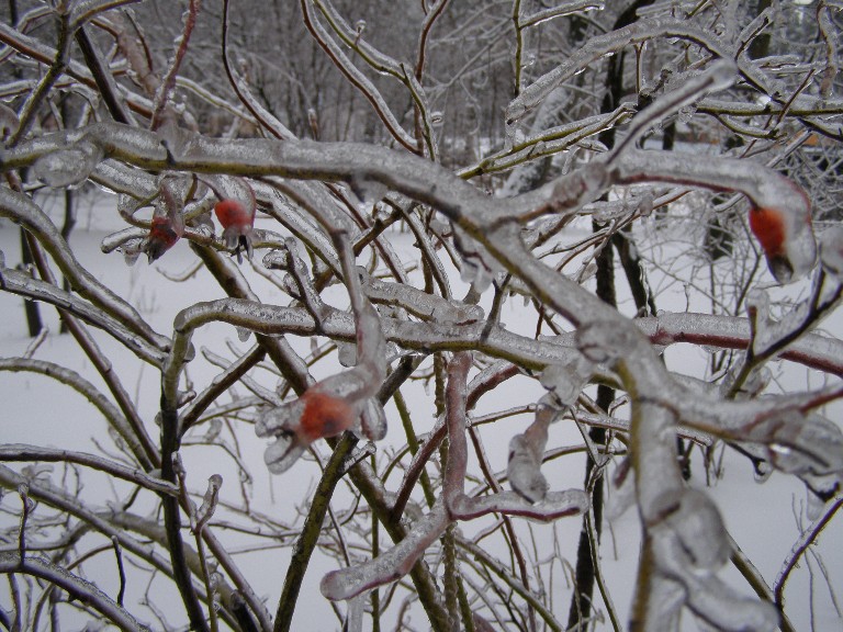 Обледеневшие ветки дерева